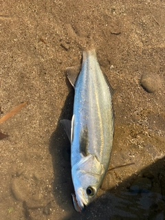 セイゴ（マルスズキ）の釣果