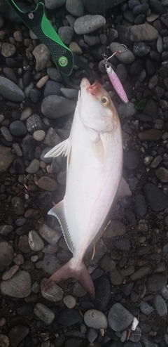 カンパチの釣果