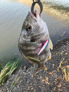 キビレの釣果