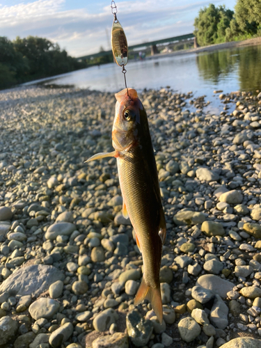 ウグイの釣果