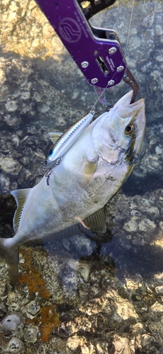 釣果