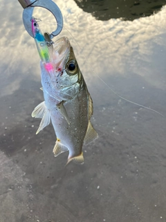 セイゴ（マルスズキ）の釣果