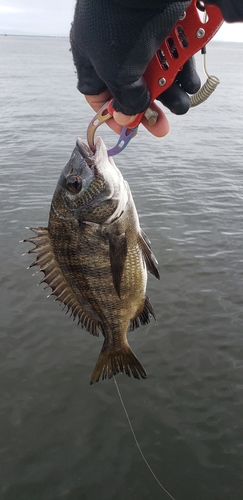 チヌの釣果