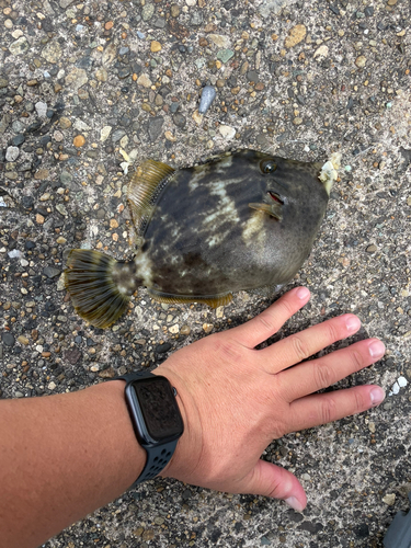 カワハギの釣果