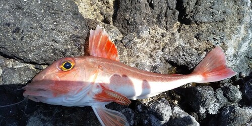 カナガシラの釣果