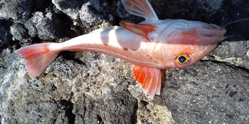 カナガシラの釣果