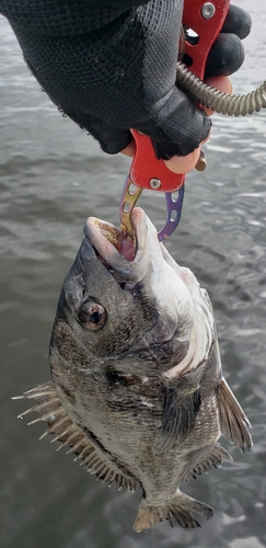 チヌの釣果