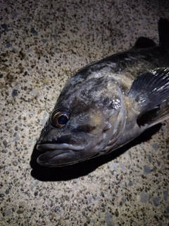 クロソイの釣果