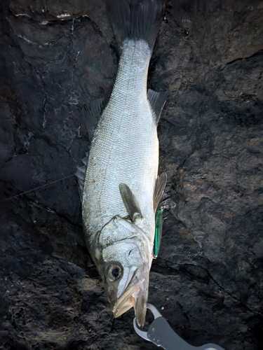 ヒラスズキの釣果