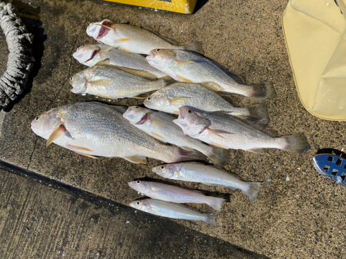 イシモチの釣果