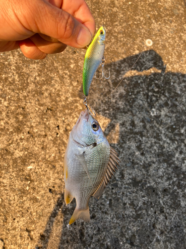 キチヌの釣果