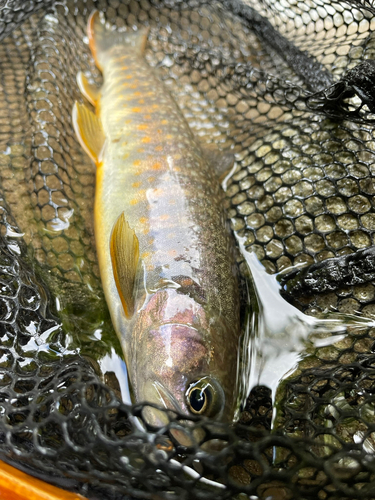 イワナの釣果