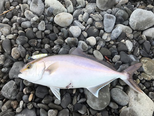 カンパチの釣果