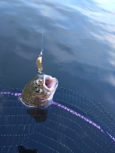 ニジマスの釣果