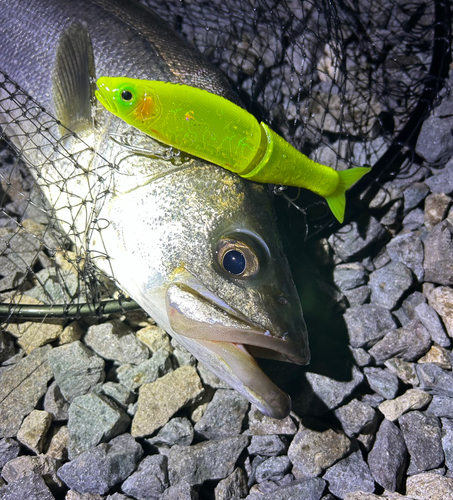 シーバスの釣果