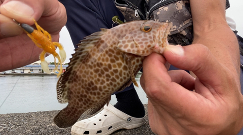 オオモンハタの釣果