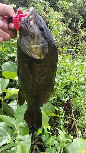 スモールマウスバスの釣果