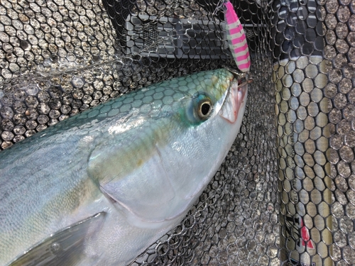 イナダの釣果