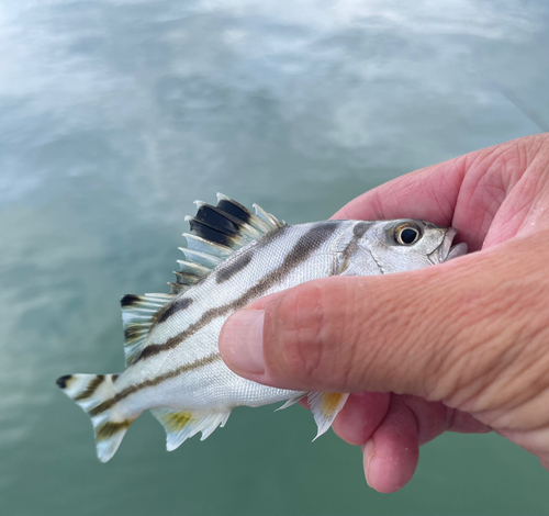 コトヒキの釣果