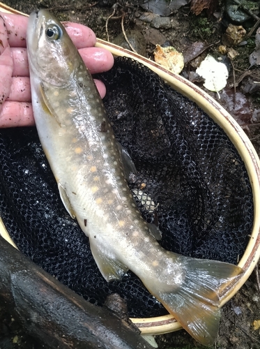 イワナの釣果