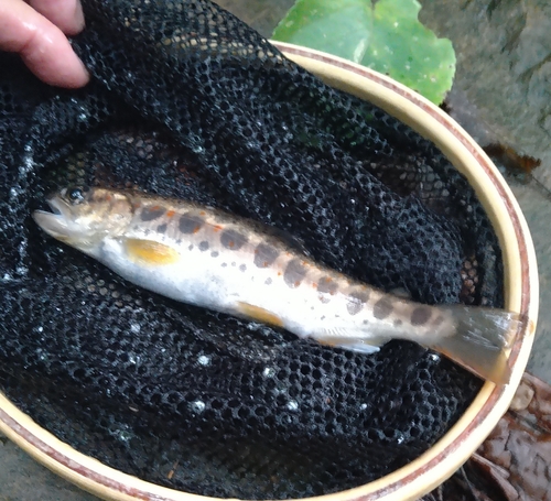 アマゴの釣果