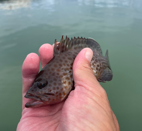 オオモンハタの釣果