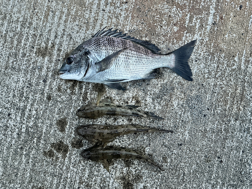 ウロハゼの釣果