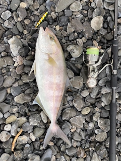 ショゴの釣果