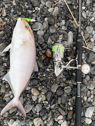 ショゴの釣果