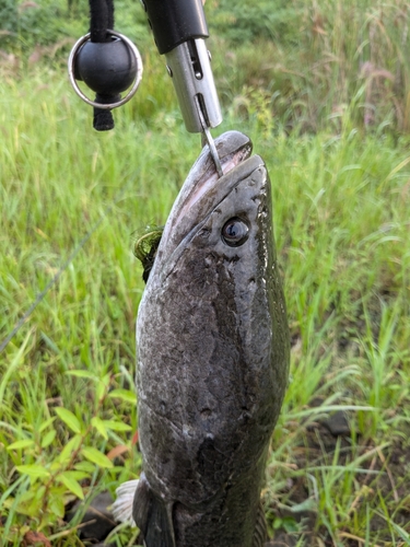 ライギョの釣果