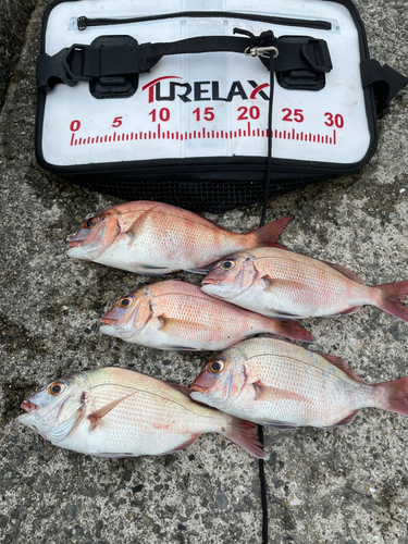 マダイの釣果