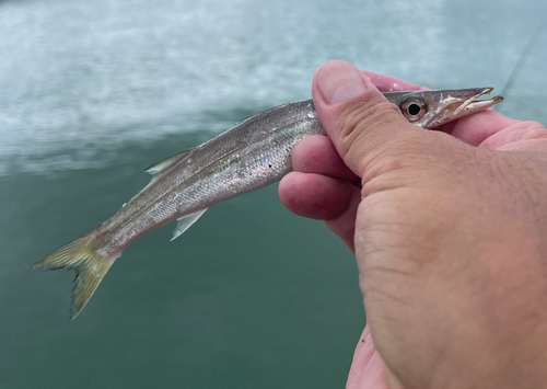 ヤマトカマスの釣果