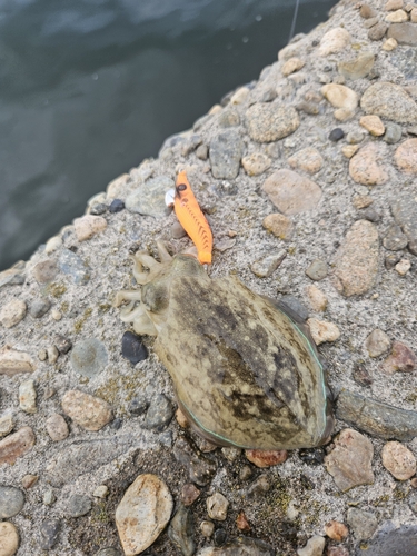 コウイカの釣果