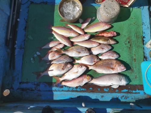 シロアマダイの釣果