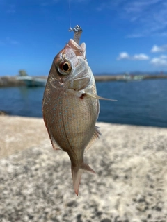 タイの釣果