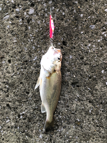 イシモチの釣果