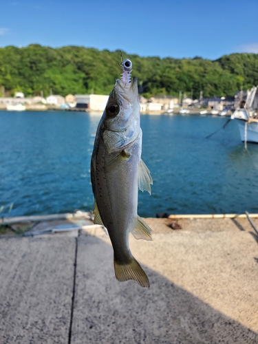 セイゴ（マルスズキ）の釣果