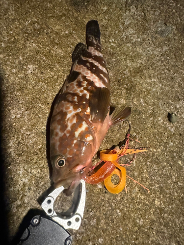 キジハタの釣果