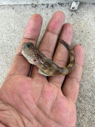 イトヒキハゼの釣果