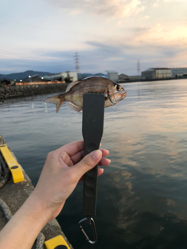 チャリコの釣果