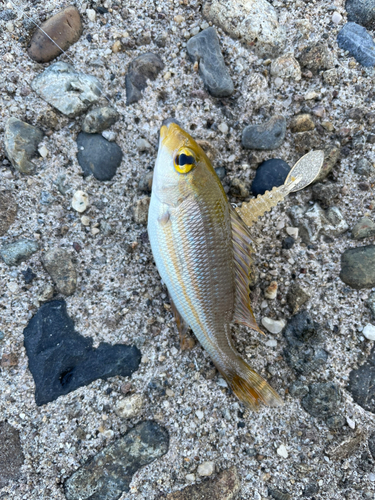 タイの釣果