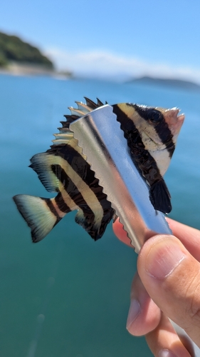 アイゴの釣果