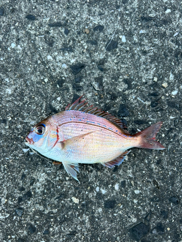 チダイの釣果