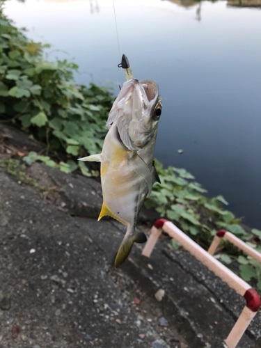 メッキの釣果