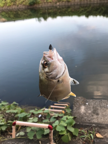 メッキの釣果