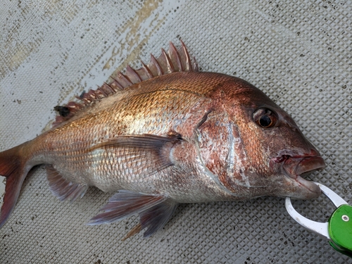 マダイの釣果