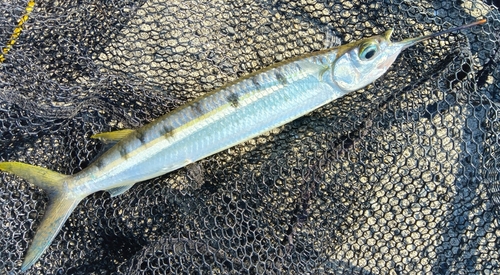 ホシザヨリの釣果