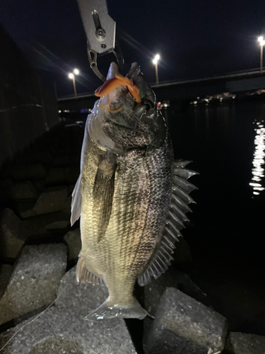 クロダイの釣果