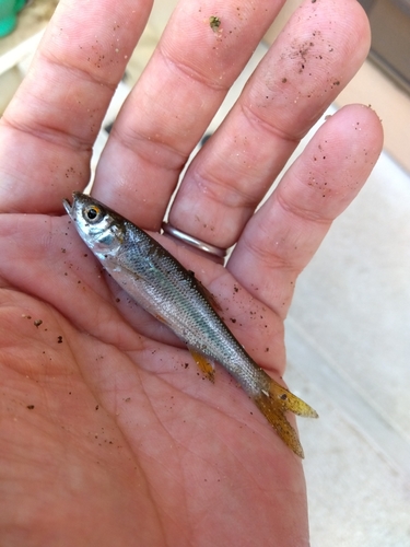 カワムツの釣果