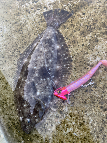 ヒラメの釣果